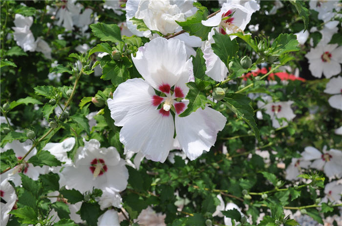 Plant photo of: Hibiscus syriacus 'Red Heart'