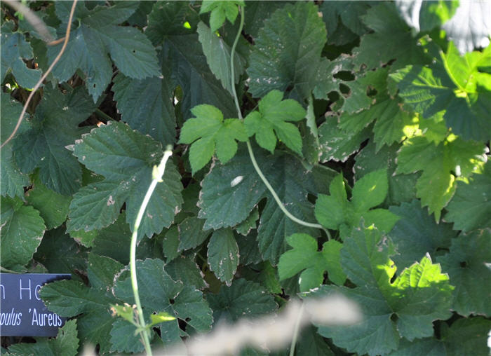Plant photo of: Humulus lupulus 'Aureus'