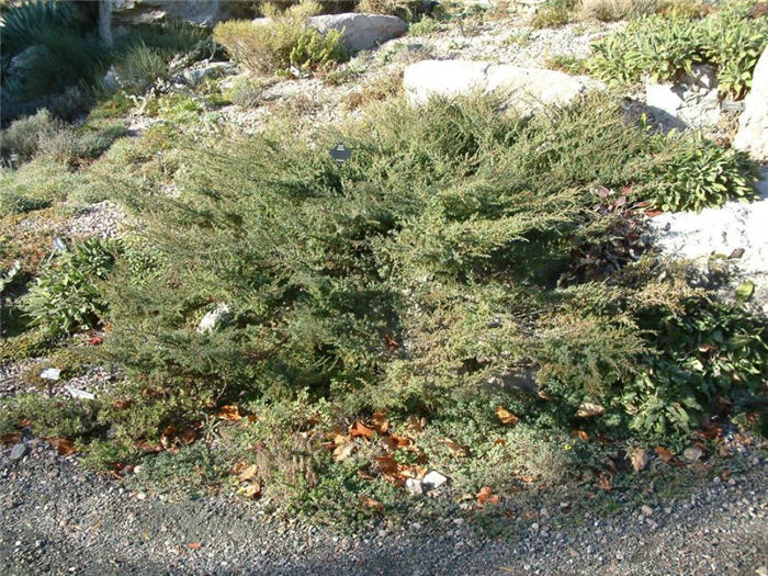 Plant photo of: Juniperus communis 'Hornibrookii'