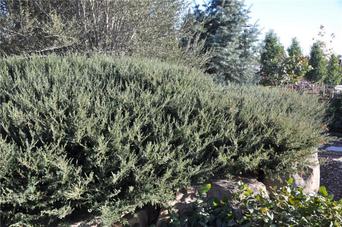 Plant photo of: Juniperus communis 'Repanda'