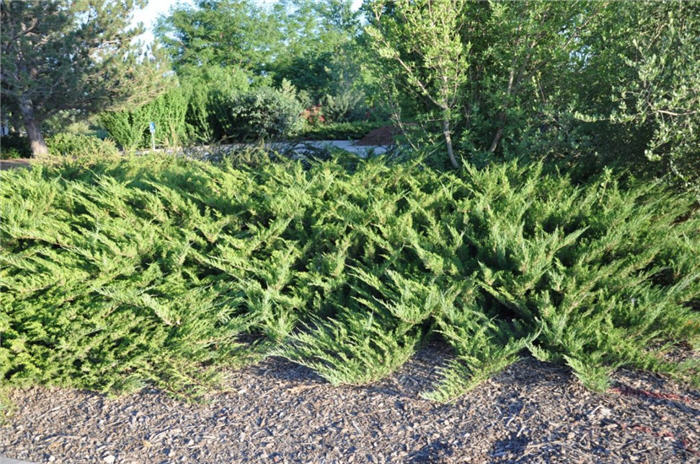Plant photo of: Juniperus horizontalis