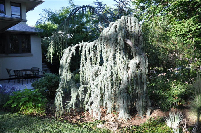 Plant photo of: Juniperus scopulorum 'Tolleson's Weeping