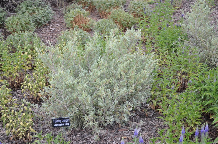 Plant photo of: Juniperus scopulorum 'Tabletop'