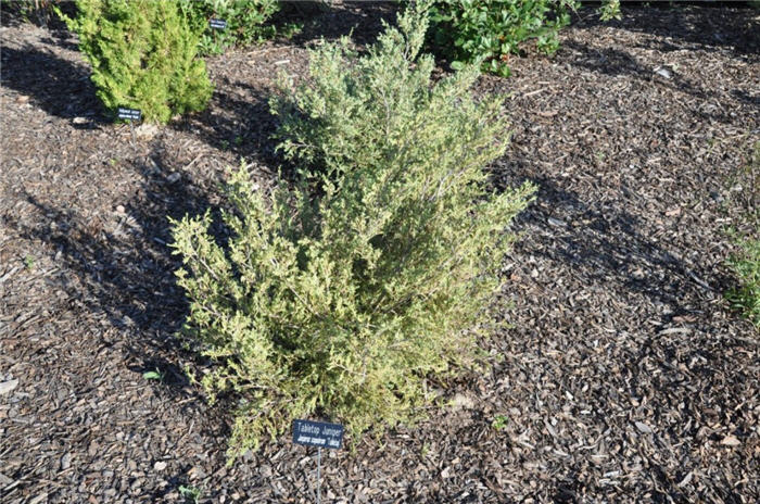 Plant photo of: Juniperus scopulorum 'Tabletop'