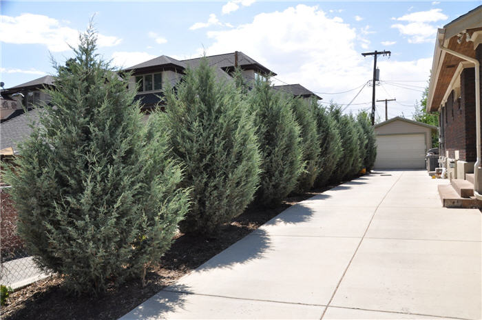 Plant photo of: Juniperus scopulorum 'Wichita Blue'