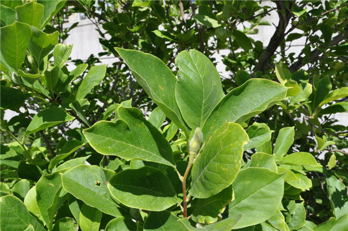 Plant photo of: Magnolia stellata 'Royal Star'