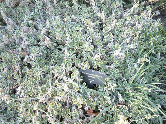 Plant photo of: Marrubium rotundifolium