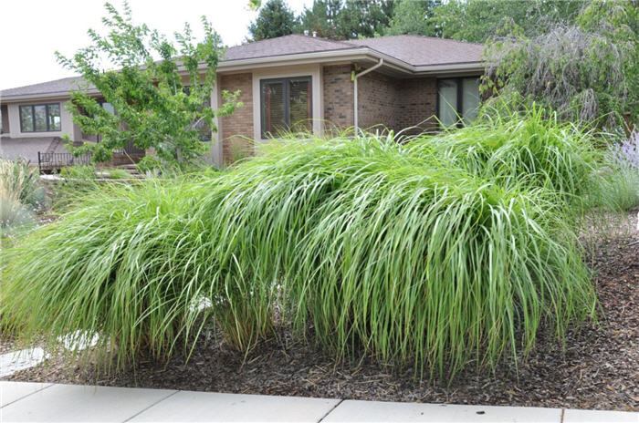 Plant photo of: Miscanthus sinensis 'Blutenwunder'