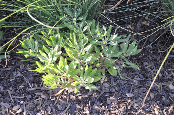 Plant photo of: Oenothera macrocarpa