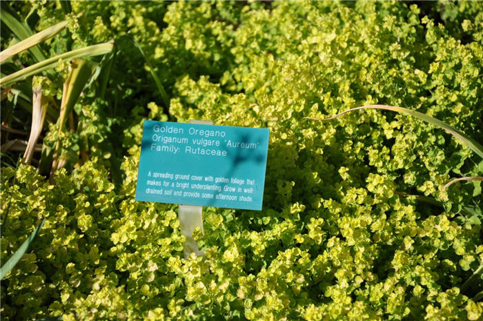 Plant photo of: Origanum vulgare 'Aureum'