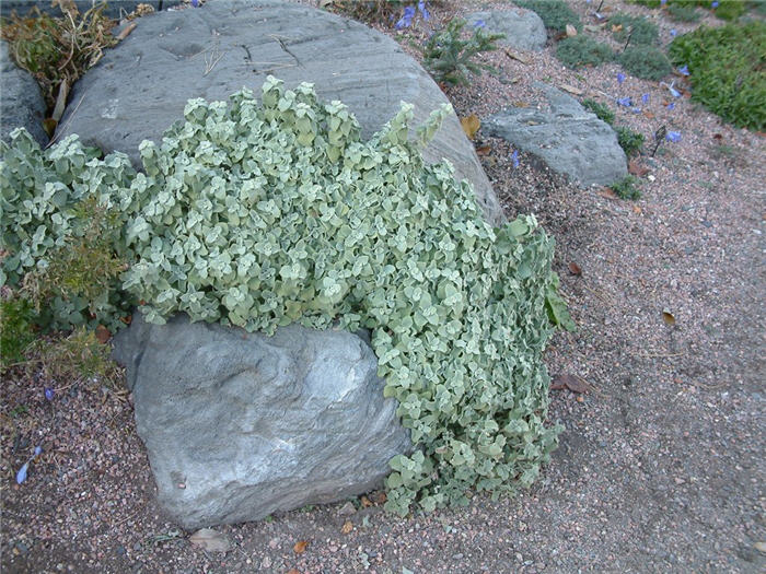 Plant photo of: Paronychia kapela ssp. serpyllifolia
