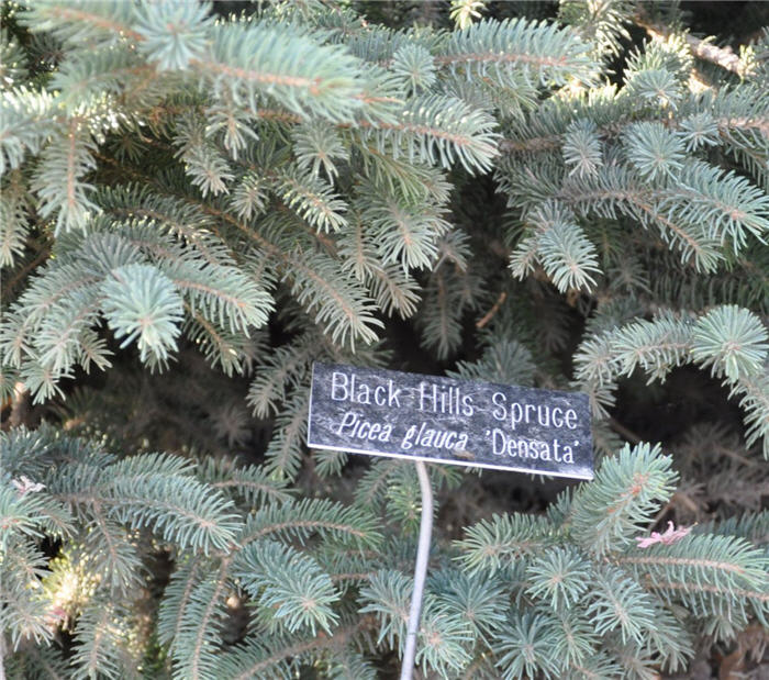 Plant photo of: Picea glauca 'Densata'