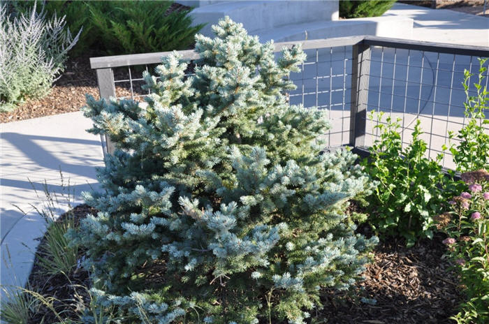 Plant photo of: Picea pungens 'Montgomery'