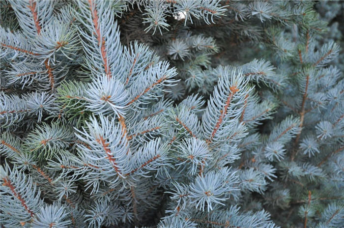 Plant photo of: Picea pungens 'Iseli Fastigiate'