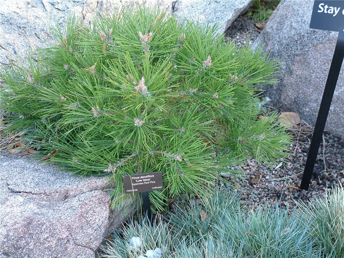 Plant photo of: Pinus densiflora 'Low Glow'