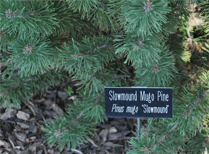 Plant photo of: Pinus mugo  'Slowmound'