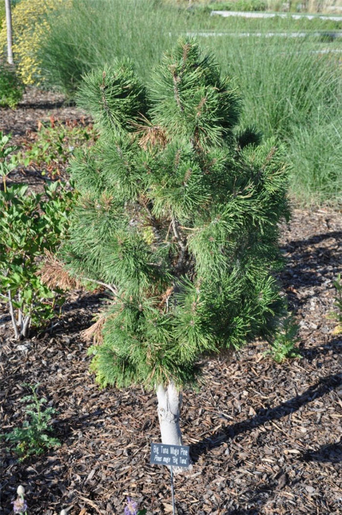 Plant photo of: Pinus mugo 'Big Tuna'
