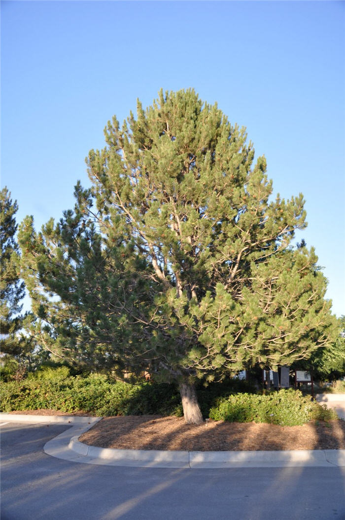 Plant photo of: Pinus nigra