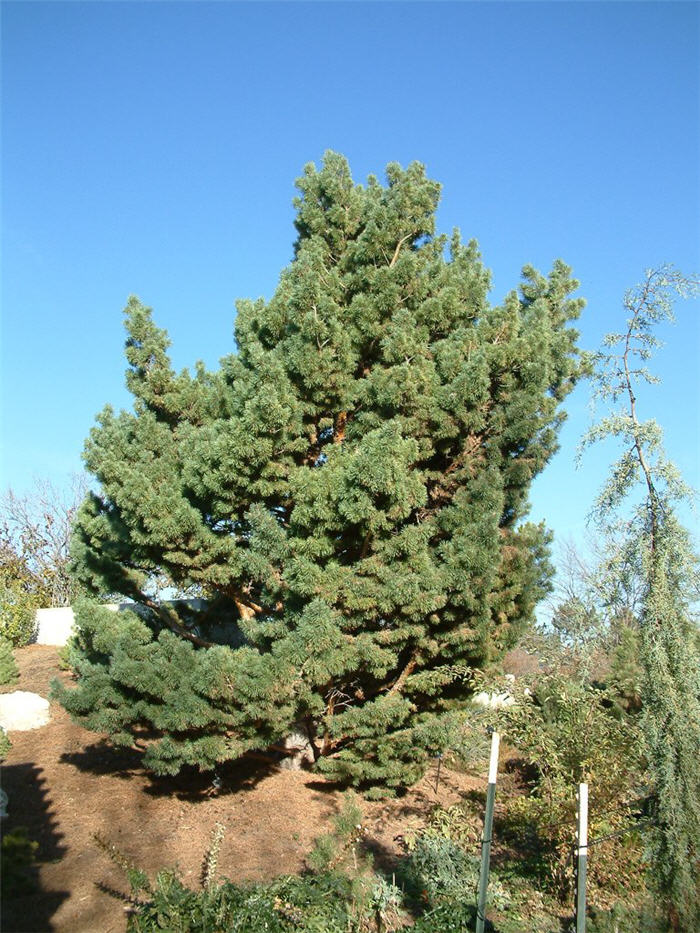 Plant photo of: Pinus sylvestris 'Glauca Compacta'
