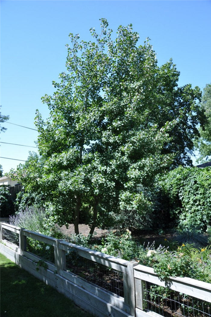 Plant photo of: Prunus armeniaca