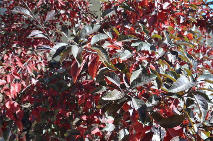 Plant photo of: Prunus x cistena