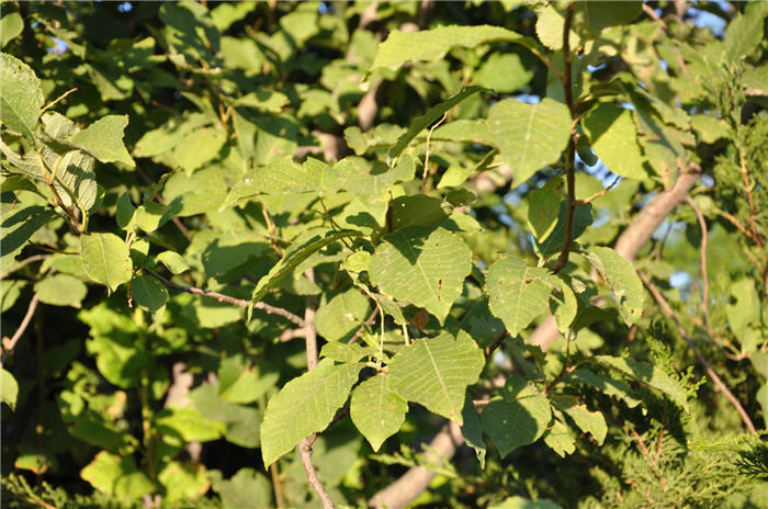 Plant photo of: Prunus virginiana