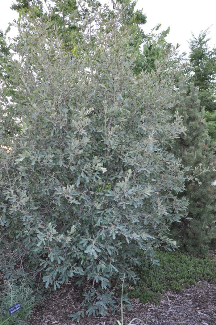 Plant photo of: Quercus undulata