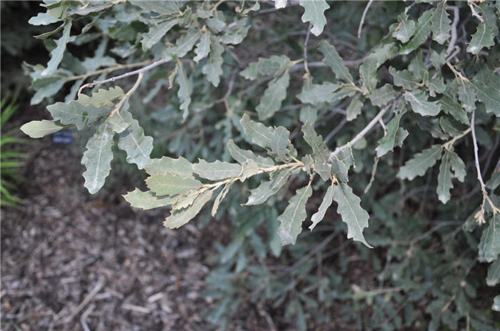 Plant photo of: Quercus undulata