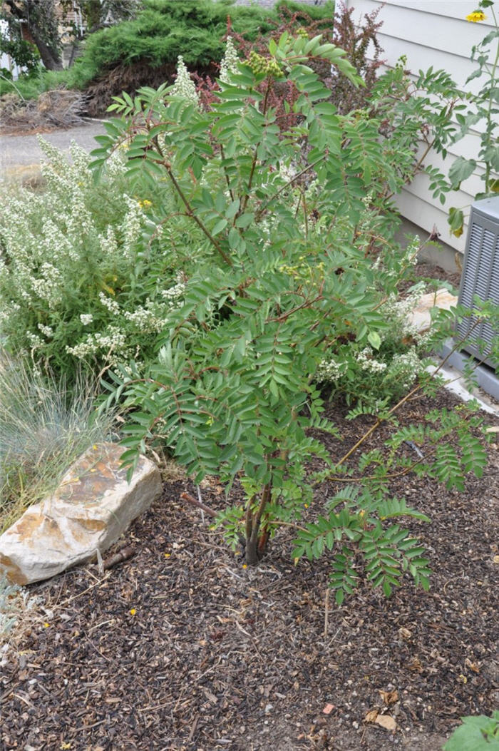 Plant photo of: Sorbus scopulina