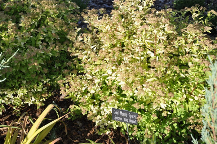 Plant photo of: Spiraea japonica 'Gold Mound'