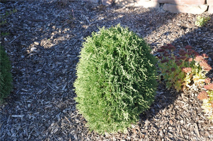 Plant photo of: Thuja occidentalis 'Hetz Midget'