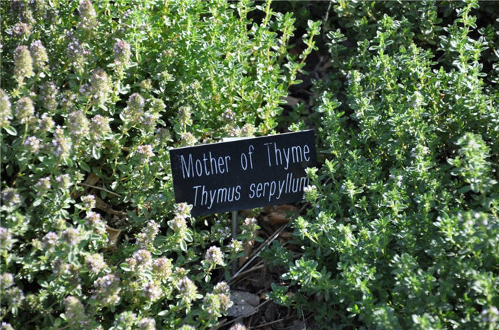 Plant photo of: Thymus serpyllum