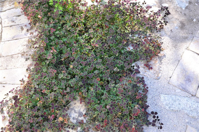 Plant photo of: Trifolium repens Atropurpureum