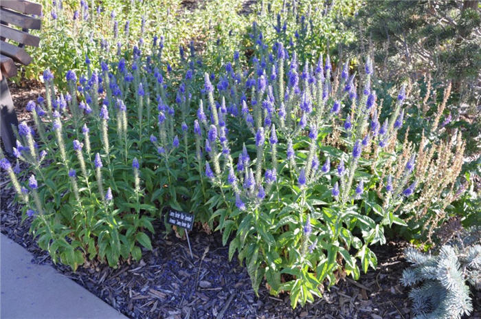 Plant photo of: Veronica 'Sunny Border Blue'