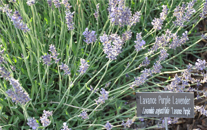 Plant photo of: Lavandula angustifolia 'Lavance Purple'