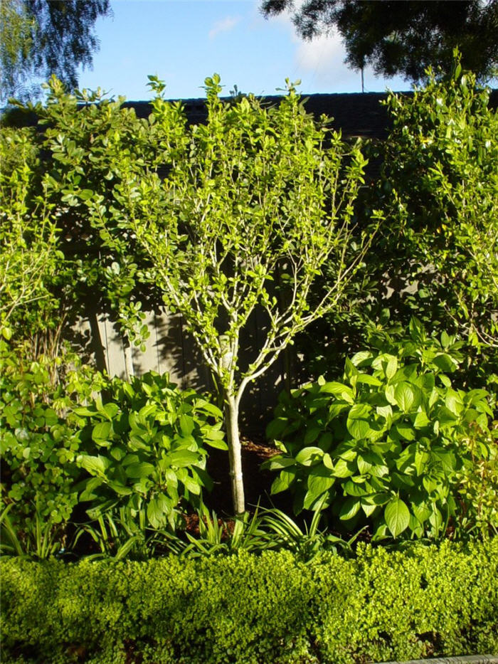 Plant photo of: Hibiscus syriacus 'Diana'
