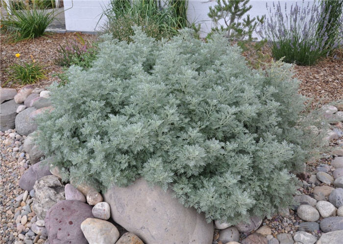 Plant photo of: Artemisia 'Powis Castle'
