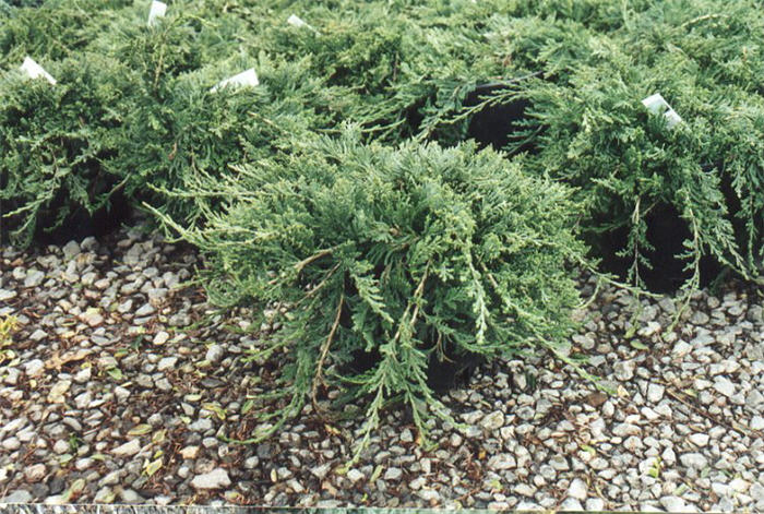 Plant photo of: Juniperus horizontalis 'Wiltoni'