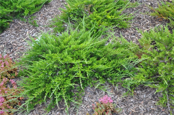Plant photo of: Juniperus sabina 'Buffalo'