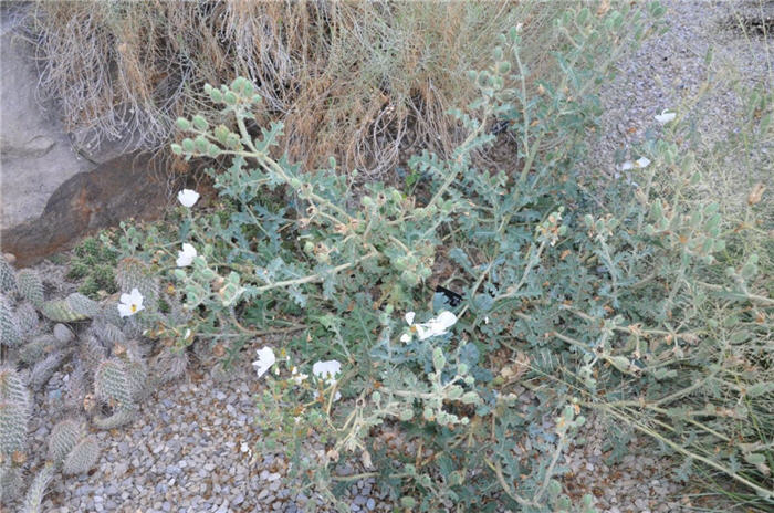 Plant photo of: Argemone munita