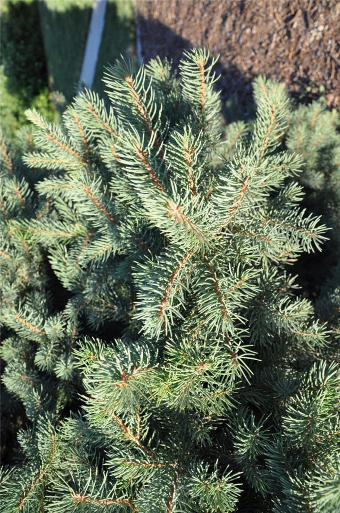 Plant photo of: Picea pungens