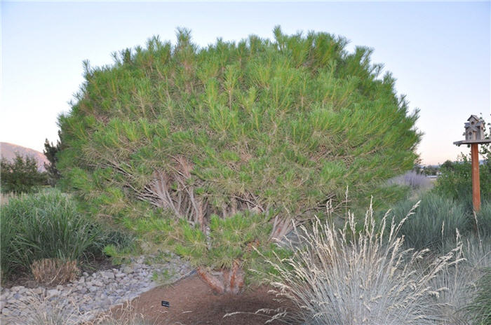 Plant photo of: Pinus densiflora 'Umbraculifera'