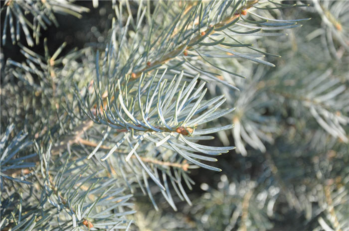 Plant photo of: Abies concolor