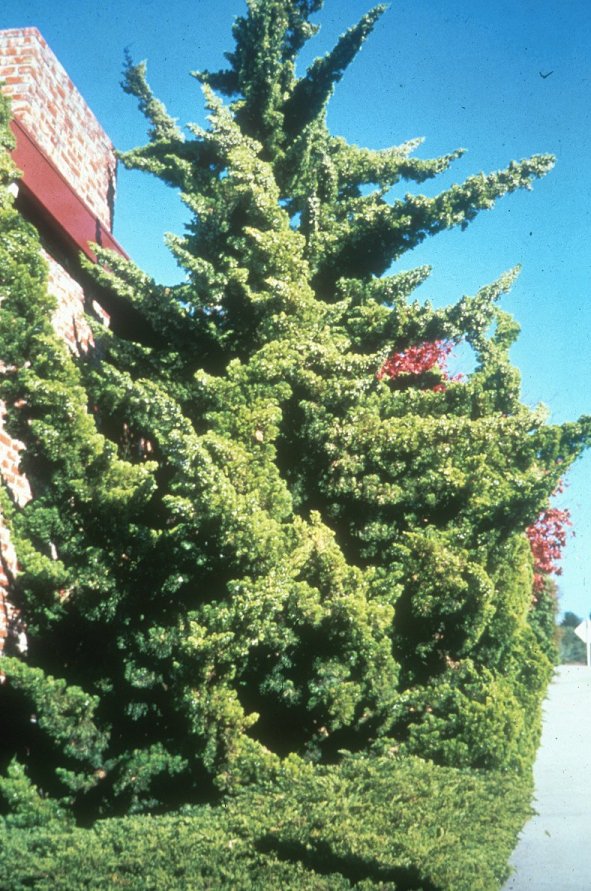Plant photo of: Juniperus chinensis 'Kaizuka'