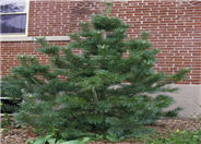 Vanderwolf's Limber Pine