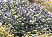Purple Garden Sage
