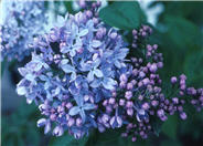 President Lincoln Lilac