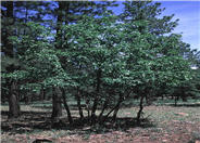 Quercus gambelii