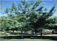 Chinkapin Oak