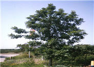 Bur Oak, Mossycup Oak